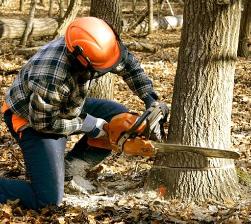 Tree Removal in Ruther Glen, VA